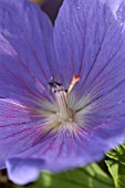 GERANIUM PRATENSE,  MEADOW CRANESBILL.