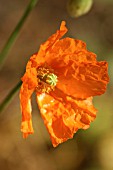 PAPAVER NUDICAULE,  ISLAND POPPY.