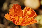 PAPAVER NUDICAULE,  ISLAND POPPY.