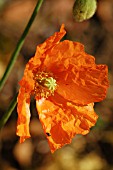 PAPAVER NUDICAULE,  ISLAND POPPY.