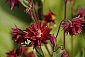 AQUILEGIA,  GRANNYS BONNET