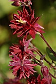 AQUILEGIA,  GRANNYS BONNET