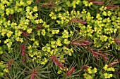 EUPHORBIA CYPARISSIAS,  CYPRESS SPURGE.