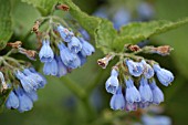 SYMPHYTUM,  HIDCOTE BLUE.