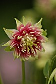 AQUILEGIA VULGARIS,  NORA BARLOW