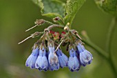 SYMPHYTUM,  HIDCOTE BLUE.