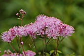 THALICTRUM AQUILEGIFOLIUM,  GREATER MEADOW RUE