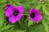 GERANIUM NODOSUM,  KNOTTED CRANESBILL