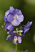 POLEMONIUM CAERULEUM,  JACOBS LADDER