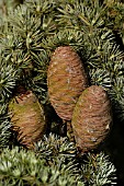 CEDRUS ATLANTICA,  ATLANTIC CEDAR