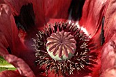 PAPAVER ORIENTALE, ORIENTAL POPPY,  PATTYS PLUM