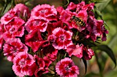 DIANTHUS BARBATUS,  SWEET WILLIAM,  ROUNDABOUT SERIES.