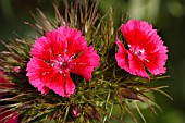 DIANTHUS BARBATUS,  SWEET WILLIAM,  ROUNDABOUT SERIES.