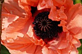 PAPAVER ORIENTALE,  ORIENTAL POPPY.