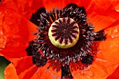 PAPAVER ORIENTALE,  ALLEGRO VIVA,  ORIENTAL POPPY.