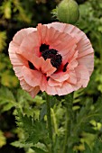 PAPAVER ORIENTALE,  ORIENTAL POPPY.