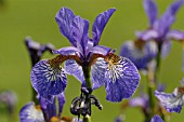 IRIS SIBIRICA,  SIBERIAN IRIS.