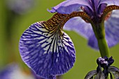 IRIS SIBIRICA,  SIBERIAN IRIS.