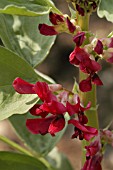 VICIA FABA,  BROAD BEAN (RED).