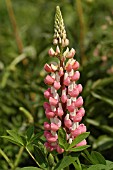 LUPINUS,  THE CHATELAINE