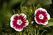 DIANTHUS,  SWEET WILLIAM,  ROUNDABOUT SERIES.