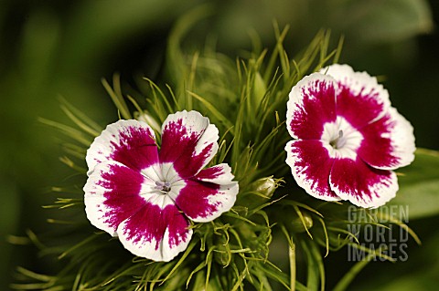 DIANTHUS__SWEET_WILLIAM__ROUNDABOUT_SERIES