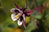 AQUILEGIA,  COLUMBINE.