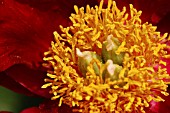 PAEONIA TENUIFOLIA,  PEONY.