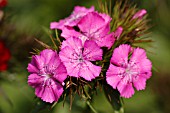 DIANTHUS BARBATUS,  SWEET WILLIAM,  ROUNDABOUT SERIES.