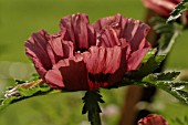 PAPAVER ORIENTALE,  PATTYS PLUM,  POPPY.