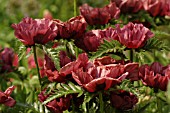 PAPAVER ORIENTALE,  PATTYS PLUM,  POPPY.