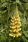 LUPINUS ARBOREUS,  TREE LUPIN.