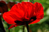 PAPAVER ORIENTALE,  ALLEGRO VIVA,  ORIENTAL POPPY.