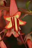 PHYGELIUS CAPENSIS,  AFRICAN QUEEN.