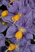 SOLANUM CRISPUM,  POTATO PLANT.