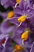 SOLANUM CRISPUM,  POTATO PLANT.