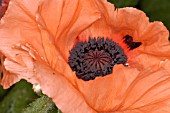 PAPAVER ORIENTALE,  ORIENTAL POPPY.