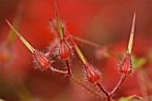 GERANIUM ROBERTIANUM,  HERB ROBERT.