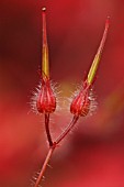 GERANIUM ROBERTIANUM,  HERB ROBERT.