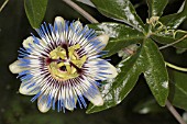 PASSIFLORA CAERULEA,  BLUE PASSION FLOWER.