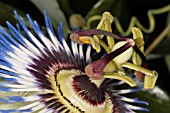 PASSIFLORA CAERULEA,  BLUE PASSION FLOWER.