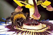 BUMBLE BEE ON PASSIFLORA