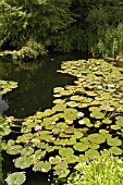 NYMPHAEA,  WATER LILY ON POND.