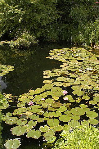 NYMPHAEA__WATER_LILY_ON_POND