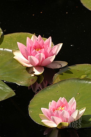NYMPHAEA__WATER_LILY_FIRE_CREST
