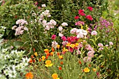 ESCHSCHOLZIA WITH MIXED PLANTING,  IN BORDER.