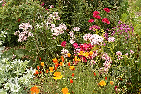 ESCHSCHOLZIA_WITH_MIXED_PLANTING__IN_BORDER
