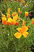 ESCHSCHOLZIA CALIFORNICA