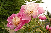 PAEONIA