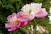 PAEONIA